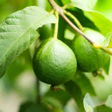 Sweet Yellow Egyptian Guava Seeds (Psidium guajava) - 20 Seeds, Starter Plant