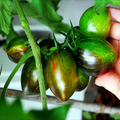 Brad's Atomic Grape Tomato Seeds - 10 Count - Rare Heirloom Non-GMO