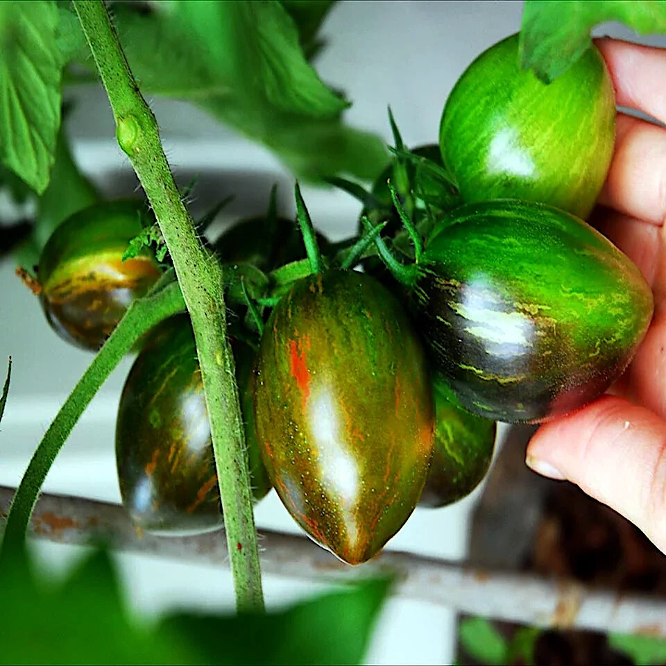 Brad's Atomic Grape Tomato Seeds - 10 Count - Rare Heirloom Non-GMO