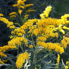 Solidago nemoralis (Old Field Goldenrod) - 500 mg Seeds for Pollinator Gardens