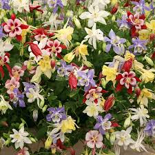 McKana Giant Mix Columbine (Aquilegia caerulea) Seeds – 100-2000