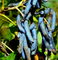 Blue Sausage Fruit Tree Seeds (Decaisnea fargesii) – 5 Seeds, Hardy Ornamental Shrub