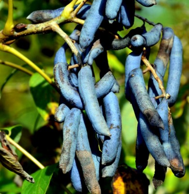 Blue Sausage Fruit Tree Seeds (Decaisnea fargesii) – 5 Seeds, Hardy Ornamental Shrub