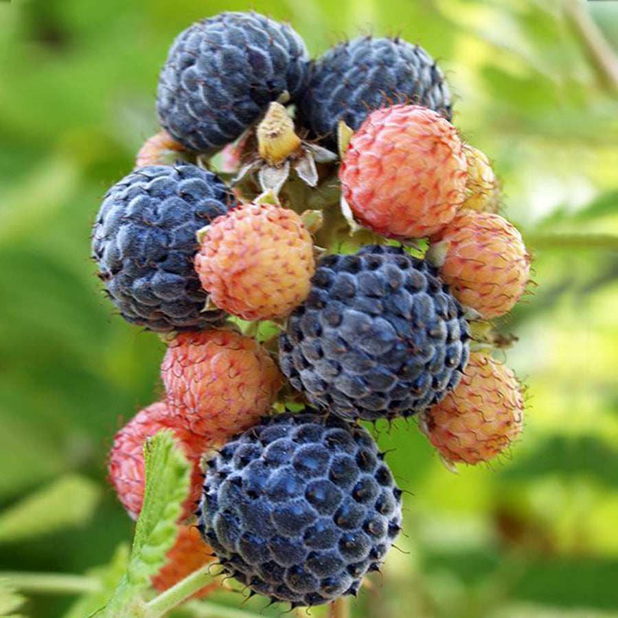 Mysore Black Raspberry Plant (Rubus niveus) – 1 Bare Root Starter, Warm Climate, Zones 9-11