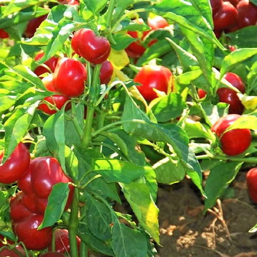 Red Cherry Sweet Pepper Seeds (250 mg) - Capsicum annuum, Heirloom, Small Round Peppers for Home Garden
