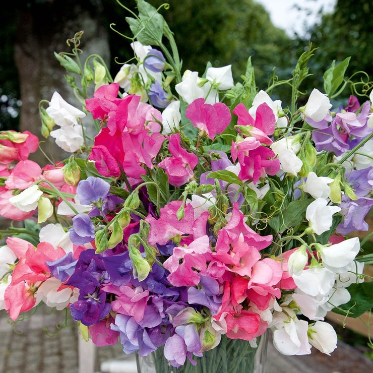 Sweetie Mix Sweet Pea Seeds - 50+ Seeds, Dwarf, Fragrant, For Borders & Pots