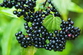 50 Black Elderberry Cuttings - Sambucus nigra Starter Plants, USA-Grown