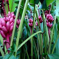 Pink Dwarf Banana Seeds (Musa velutina) - 10 Seeds, Tropical Ornamental & Edible Fruit, Zone 7b-11