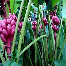 Pink Dwarf Banana Seeds (Musa velutina) - 10 Seeds, Tropical Ornamental & Edible Fruit, Zone 7b-11