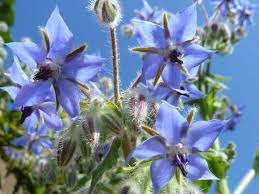 Borage Seeds - Heirloom Borago officinalis, Edible Blue Flowers & Leaves, 50 Seeds