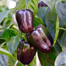 Purple Beauty Pepper Seeds – Capsicum annuum, Non-GMO, High Yield, Purple Bell Pepper Seeds