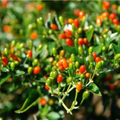 25 Chiltepin Pepper Seeds - Wild Hot Pepper, 50,000-250,000 SHU, 3-4 ft Tall, Non-GMO