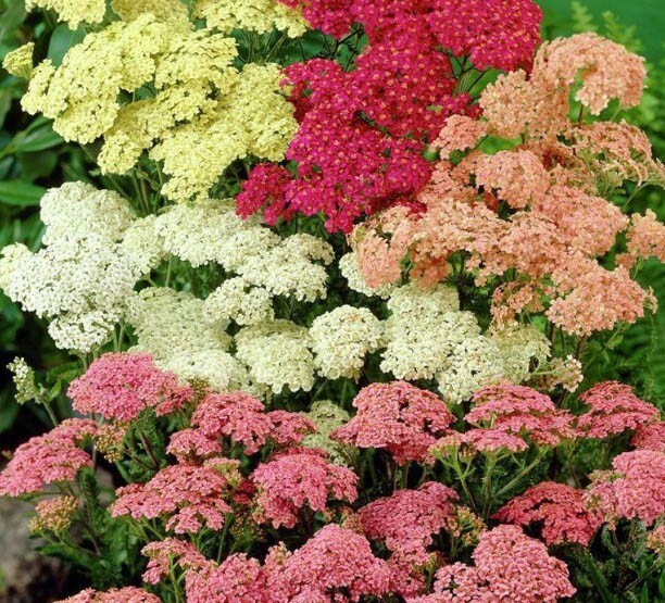 Yarrow Colorado Mix Seeds - 200 Perennial Wildflower Achillea millefolium, Non-GMO