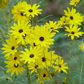 Swamp Sunflower Helianthus angustifolius Seeds - 200 Seed Pack