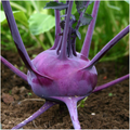 Purple Vienna Kohlrabi Seeds - Heirloom, Non-GMO, 500 seeds