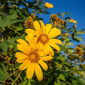 Mexican Sunflower Tithonia Diversifolia - 10 Fresh Cuttings, Perennial, Pollinator-Friendly