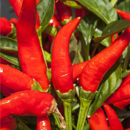 Mosco Mirasol Chile Seeds (Pueblo Guajillo) - Heirloom Capsicum annuum 250 mg
