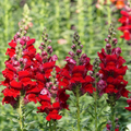 Defiance Snapdragon Seeds (Antirrhinum majus) - 1000+ Deep Red Seeds for Garden & Cut Flowers