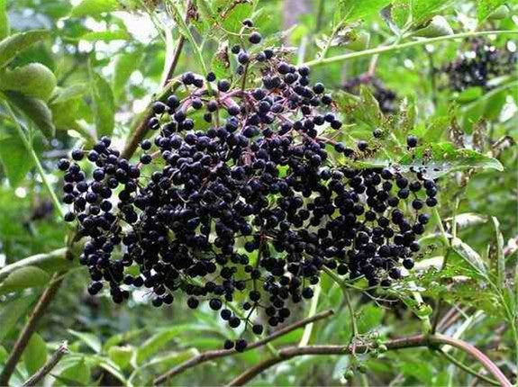 American Elderberry Bush (Sambucus canadensis) - 2 Bare Root Plants, Zones 3-9