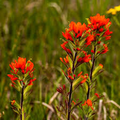 Indian Paintbrush Castilleja coccinea Seeds — 50 Seeds, Native Perennial, Non-GMO