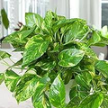 Patricio Pothos Cutting - Unrooted, 2+ Nodes, Highly Variegated Epipremnum aureum