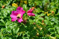 Japanese Rugosa Rose (Rosa rugosa) Bare Root Plant 6-12"