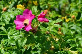 Japanese Rugosa Rose (Rosa rugosa) Bare Root Plant 6-12"