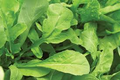 Astro Arugula Seeds - 300 Seeds, Fast-Growing Mild Flavor, Organic
