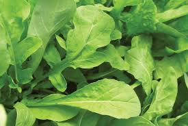 Astro Arugula Seeds - 300 Seeds, Fast-Growing Mild Flavor, Organic