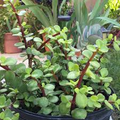 Giant Mammoth Elephant Bush Cuttings (Portulacaria afra Macrophylla) - 4-6” Tall, 2 Cuttings