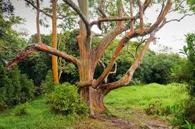Rainbow Eucalyptus Seeds (Eucalyptus deglupta) - 40 Premium Seeds for Vibrant Multi-Colored Bark