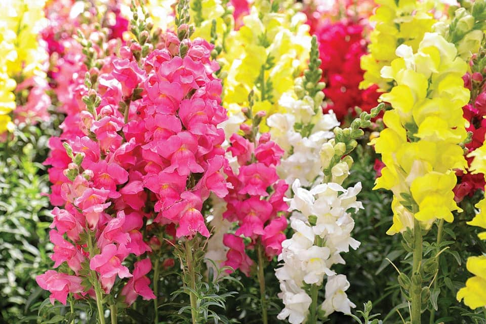 500 Seeds Snapdragon Tetra Mix (Antirrhinum majus) - Semi-Dwarf, Multi-Color Blooms