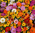 1000 Seeds Native Flower Mix for Monarchs & Milkweed Butterflies - Non-GMO, Asclepias Included