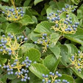 Arrowwood Viburnum Bush (Viburnum dentatum) Bare Root Starter Plant | 12-14" shipping size