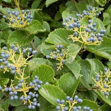 Arrowwood Viburnum Bush (Viburnum dentatum) Bare Root Starter Plant | 12-14" shipping size