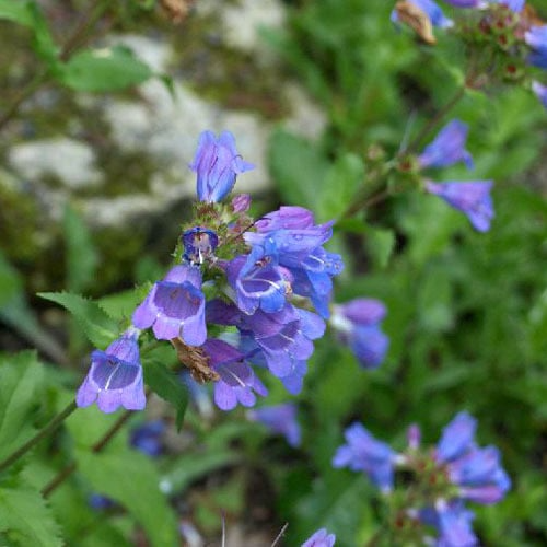 Penstemon Glaber var. Alpinus Seeds (100 mg) - Smooth Beardtongue | Hardy Alpine Perennial