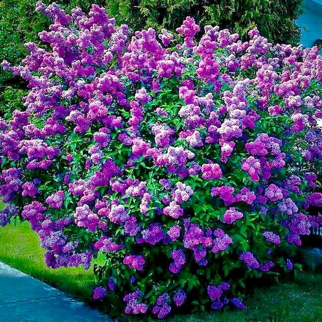 20 Common Lilac Seeds (Syringa vulgaris) – Purple Fragrant Flowers, Zones 3-7