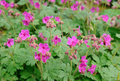 Czakor Geranium Seeds – Groundcover, Magenta-Pink Blooms, 25+ Seeds