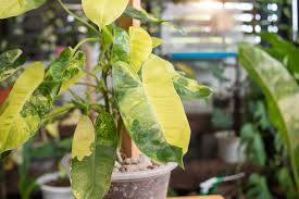 Burle Marx Philodendron Live Plant (Rooted) - Multi-Grow, No Cutting