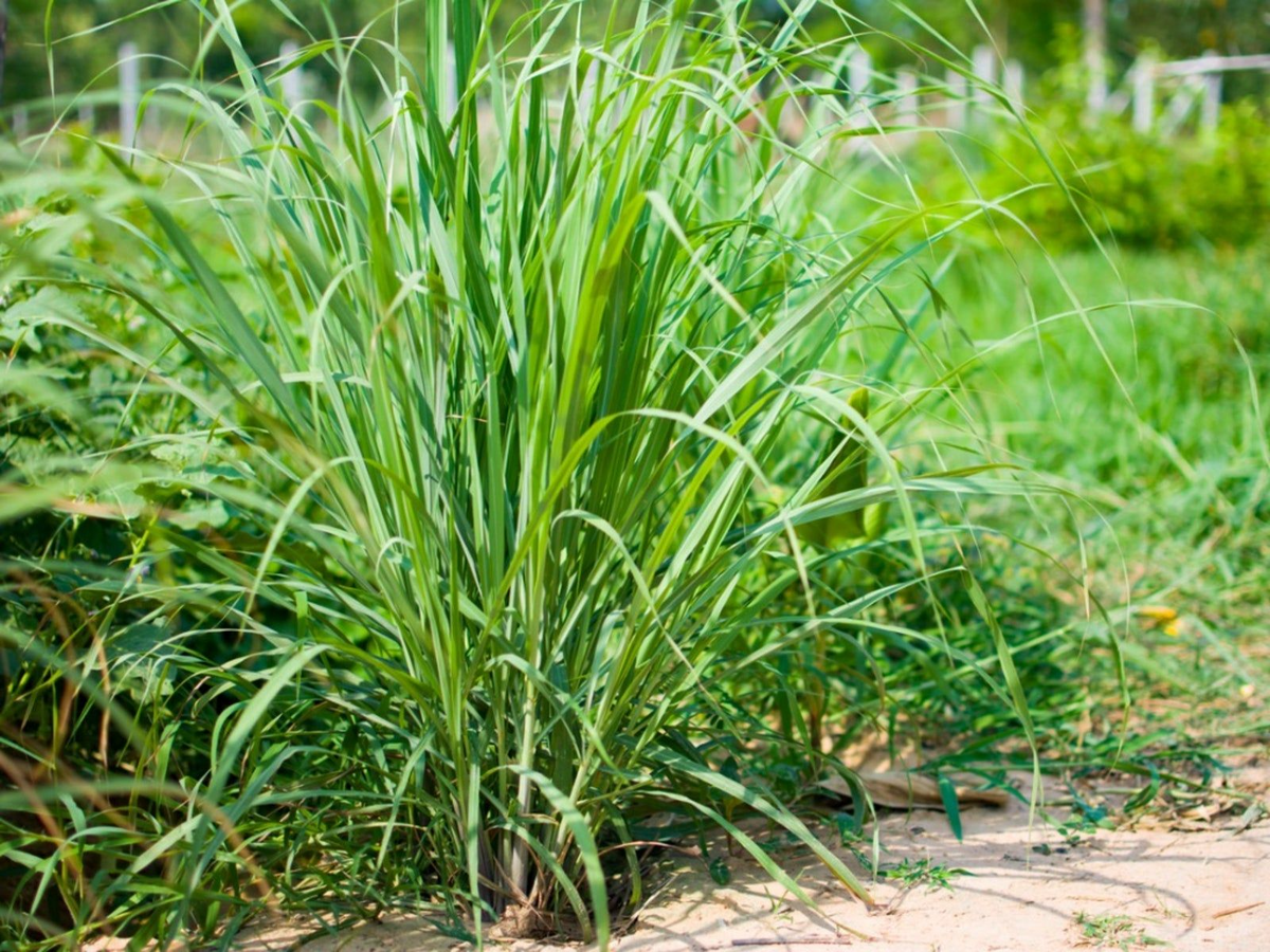 Lemongrass Plants - Bare Root Cymbopogon (5-Pack) Starter Plant
