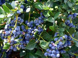 Top Hat Dwarf Blueberry Starter Plants (3) Bare Root 4-6" – Edible Blueberry Bush, 1-2 ft, Containers