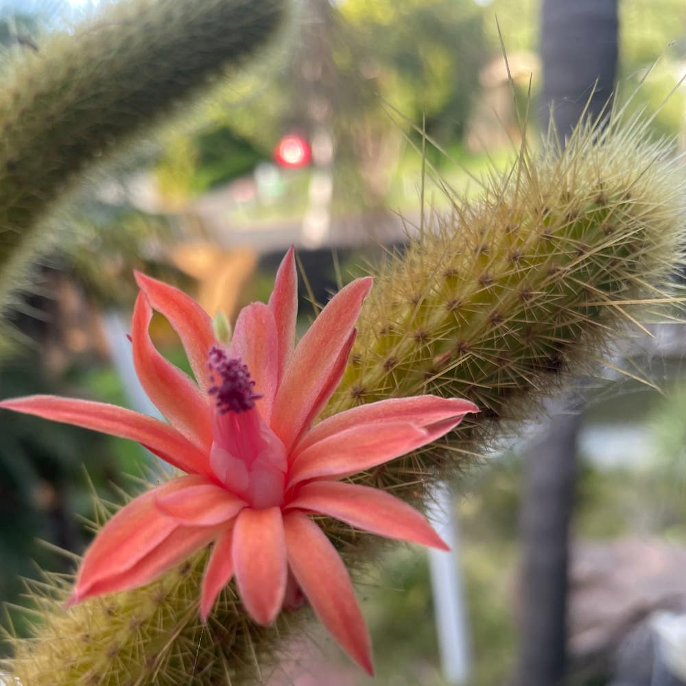 Cleistocactus samaipatanus Cutting - 5" Tip, Flowering Cactus, Easy to Grow