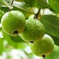 Detwiler Guava Seeds - Psidium guajava 50+ Seeds for Home Garden