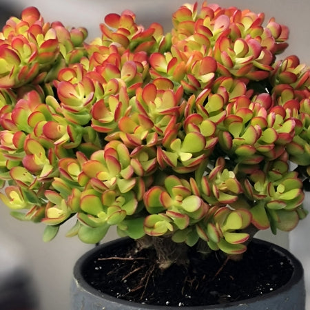 Crassula Ovata ‘Crosby’s Compact’ Bare Root Jade Plant - 8"