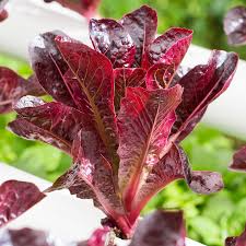 Cimarron Lettuce Seeds - Heirloom Romaine, Deep Red Leaves, Heat-Tolerant (Lactuca sativa) - 1000 Seeds