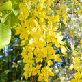 Cassia fistula Golden Shower Tree Seeds - 10 Seeds, Fast-Growing Weeping Yellow Flowers