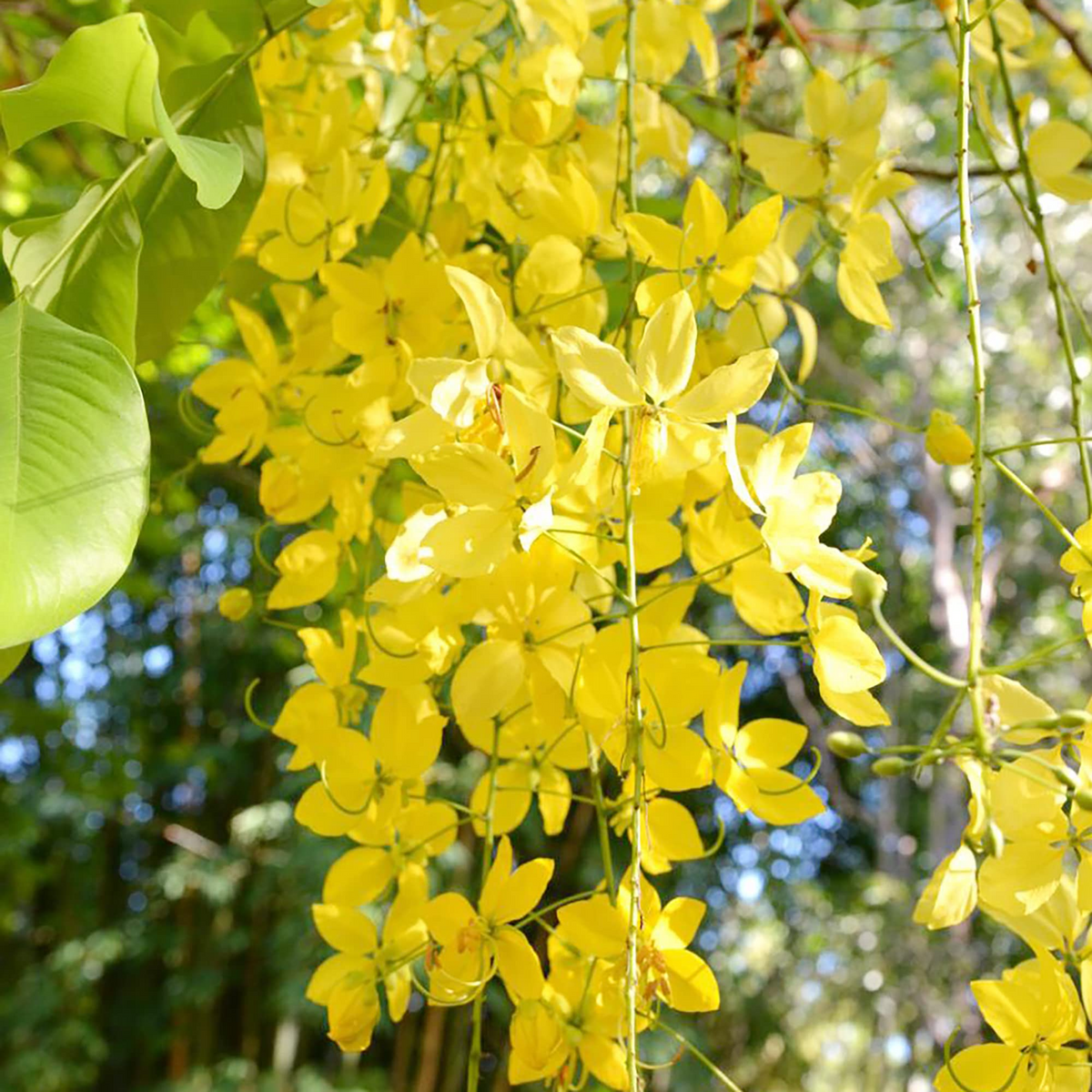 Cassia fistula Golden Shower Tree Seeds - 10 Seeds, Fast-Growing Weeping Yellow Flowers