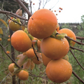 Japanese Persimmon Seeds (Diospyros kaki) - 5 Non-GMO Seeds for Edible Fruit, Easy to Grow