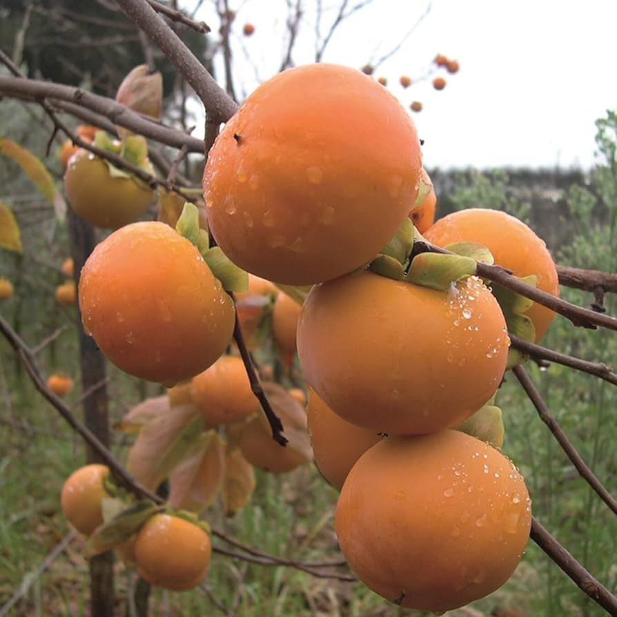 Japanese Persimmon Seeds (Diospyros kaki) - 5 Non-GMO Seeds for Edible Fruit, Easy to Grow