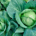 Golden Acre Cabbage Seeds - 250 Seeds | Brassica oleracea Heirloom
